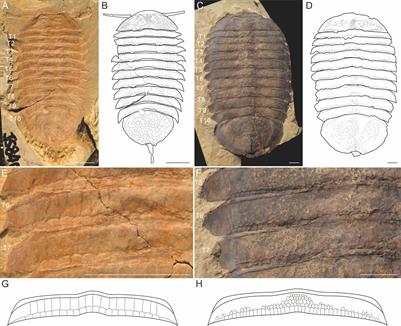 Intraspecific variation of early Cambrian (stage 3) arthropod Retifacies abnormalis revealed by morphometric analyses